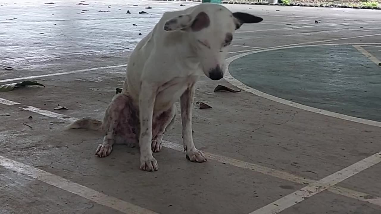 Dog Decides It's Nap Time During Basketball Game
