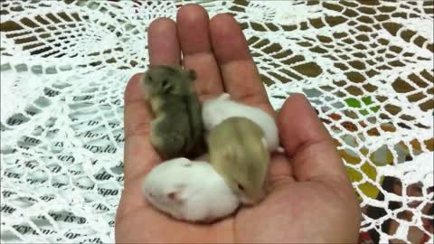 Cute Baby Hamtaro Hamster - CUTEST Compilation