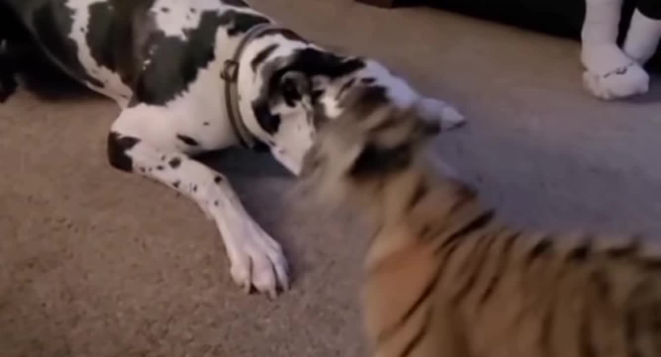 Dog vs tiger Fighting