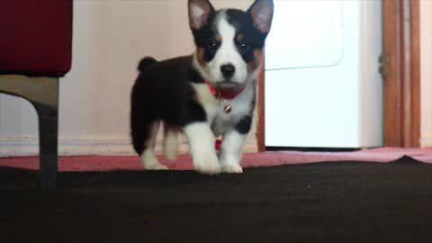 cute puppy corgi