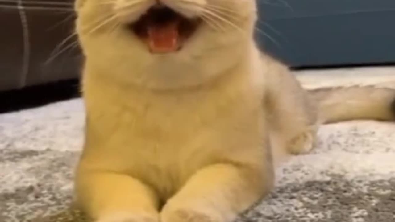 "When I Asked My Cat to Smile Like a Dog - Hilarious Reaction!"?