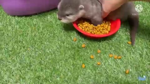 Otter baby want to be able to eat mom's food!