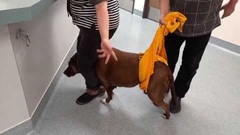 Abby at the Veterinarian