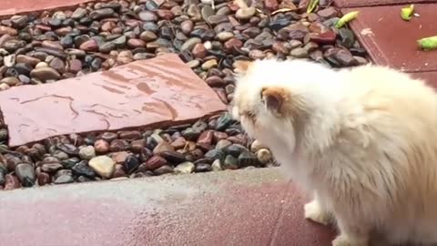 Funny Cats makes you laugh