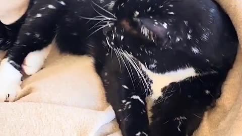 Made of stars 🌟😻