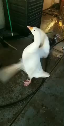 Goose Exercise
