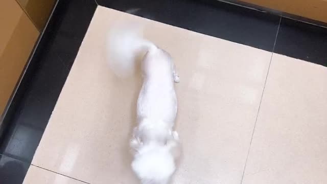 Puppy in the elevator