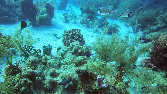 Swarm of Smooth and Spotted Trunkfish