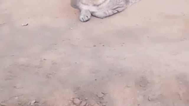 Crazy comondy cat