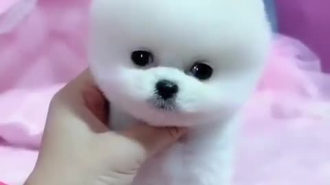 Do you like to have this puppy