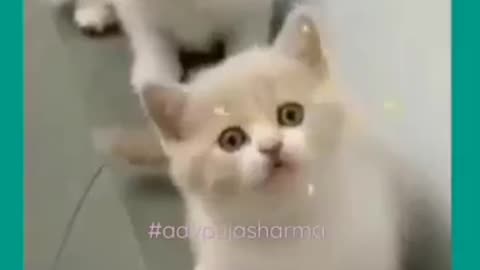 Cat video