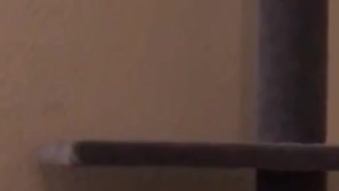 1 MINUTE! #18 _ Cat Lovers _ SHORT & FUNNY Videos 🤣 #Shorts