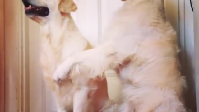 Dog gives best friend loving hug