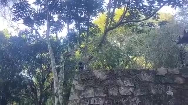 Alimentando o macaco-prego