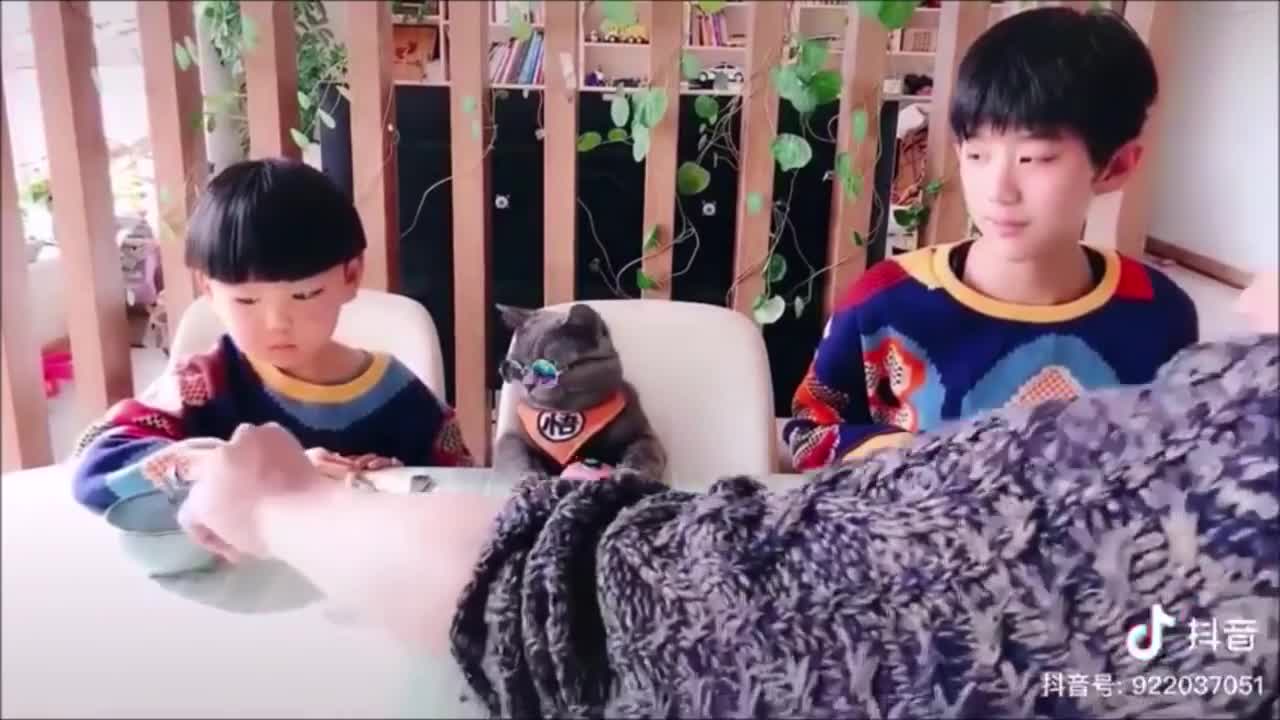 hungry cat