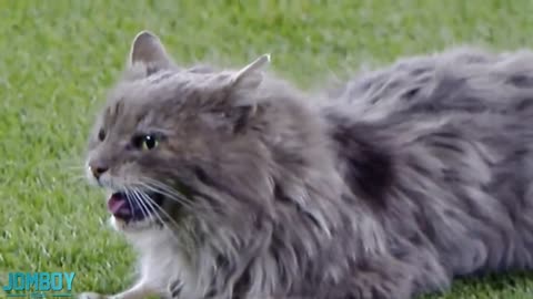 Cat on the field