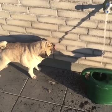DOG DRINK THE SHADOW OF WATER