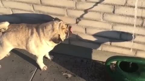 DOG DRINK THE SHADOW OF WATER