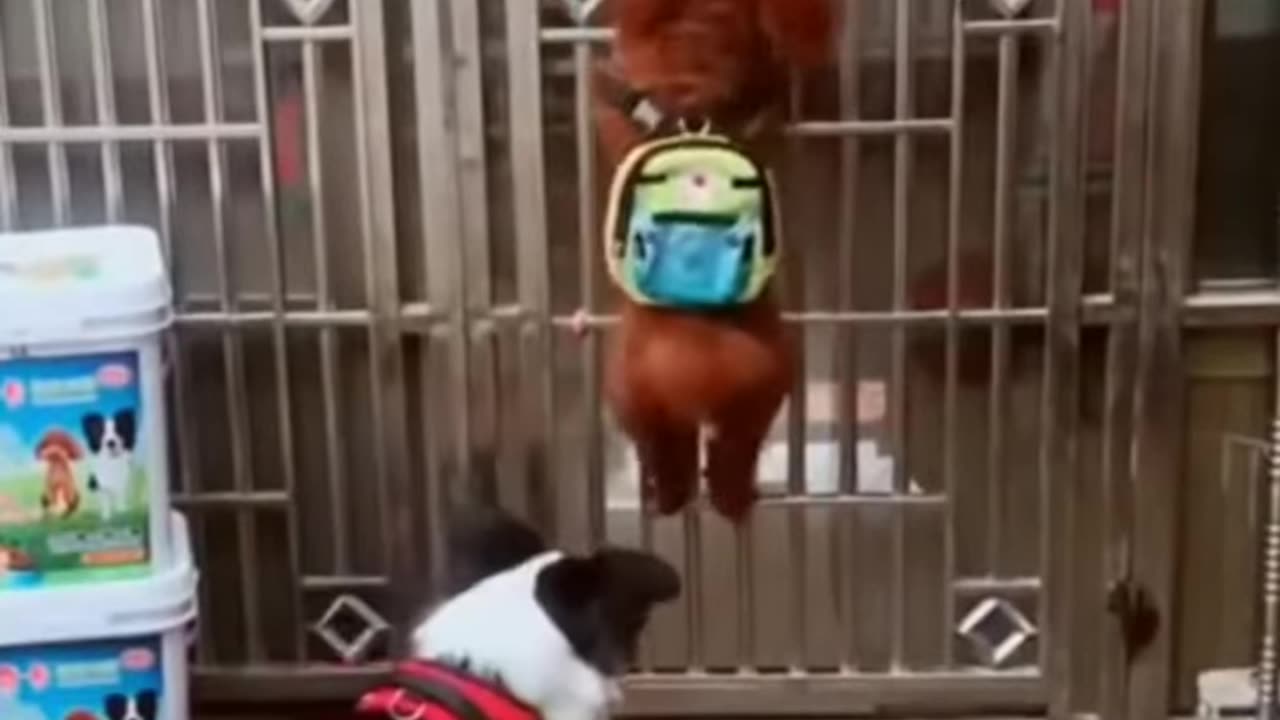 Funny animal video