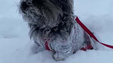 Cute Dog Stuck in 9” Snow