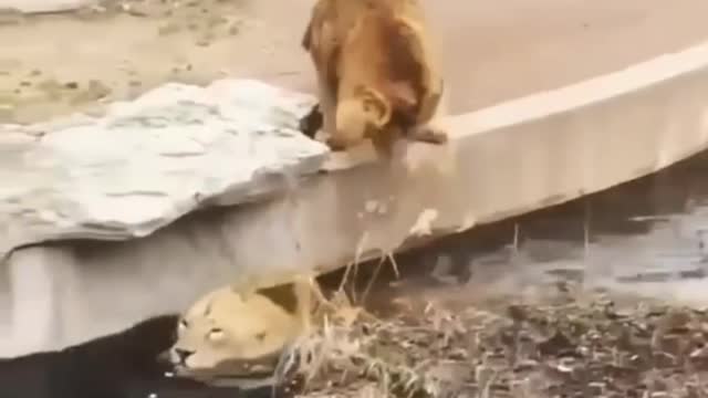 New Two Lion animal Funny Video@😂#Short & #Shorts
