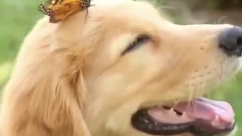 Butterflies and dogs play together