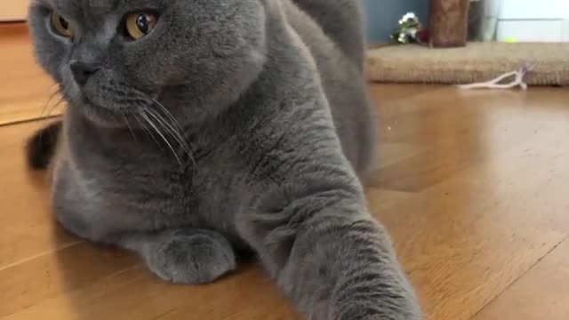 Cats Face Closeup