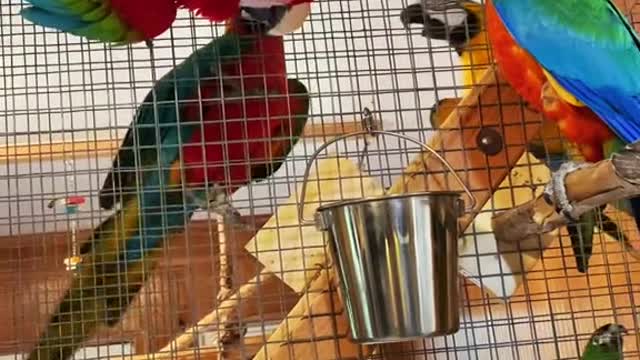 birdtok#macaws