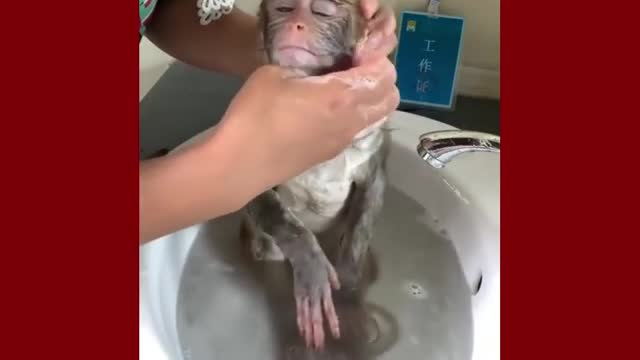 Cute Monkey on bathtub watch the cute reaction