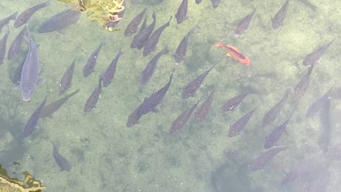 Downtown Seoul, swimming carp 1