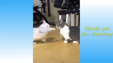 Cat funniest creatures in animals kingdom -funny cat