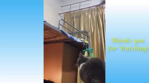 cats funniest video of the weeks