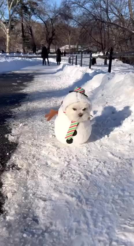 Someone is not too happy about the snowman belly