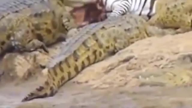 Zebra tried escaping Crocodile