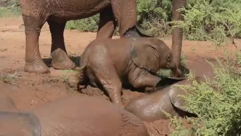 Baby elephant play in mud