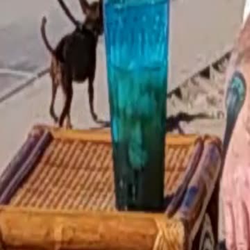 Even the dogs stare.