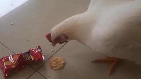 Chicken eating cracker from the ground