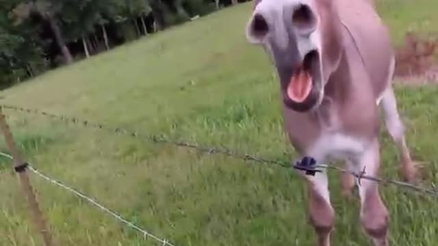 The big nostrils of baby horses