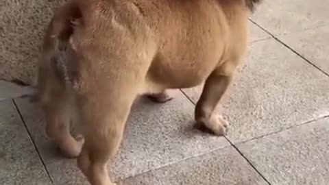 Funny dog video😂😂😂