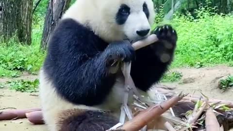 Cute Panda Eating Bamboo