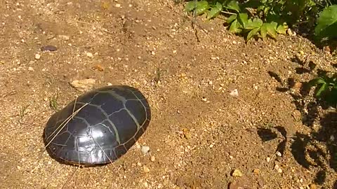 Turtle gets help crossing the road