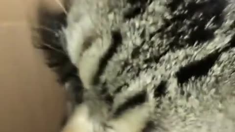 Cat Lashes