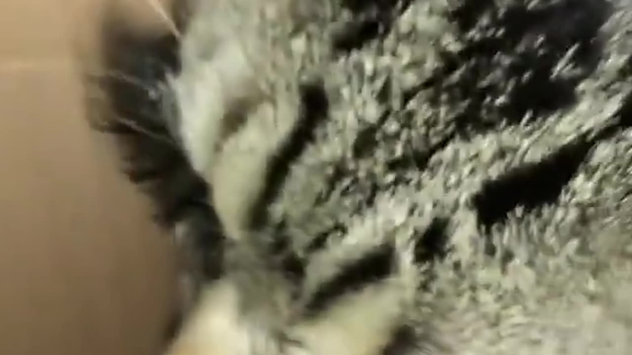 Cat Lashes