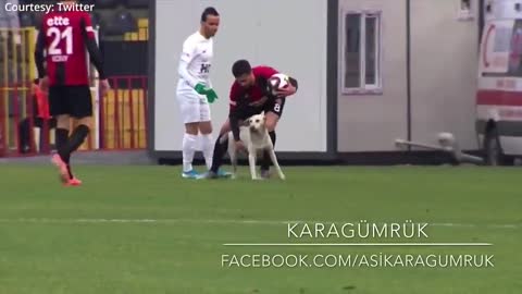 Canine interruption- How a dog brought a football