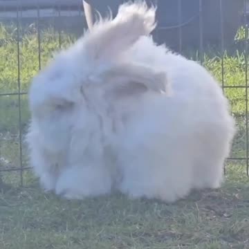 Where Angora wool comes from ?