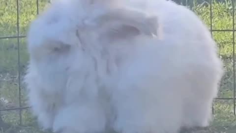 Where Angora wool comes from ?