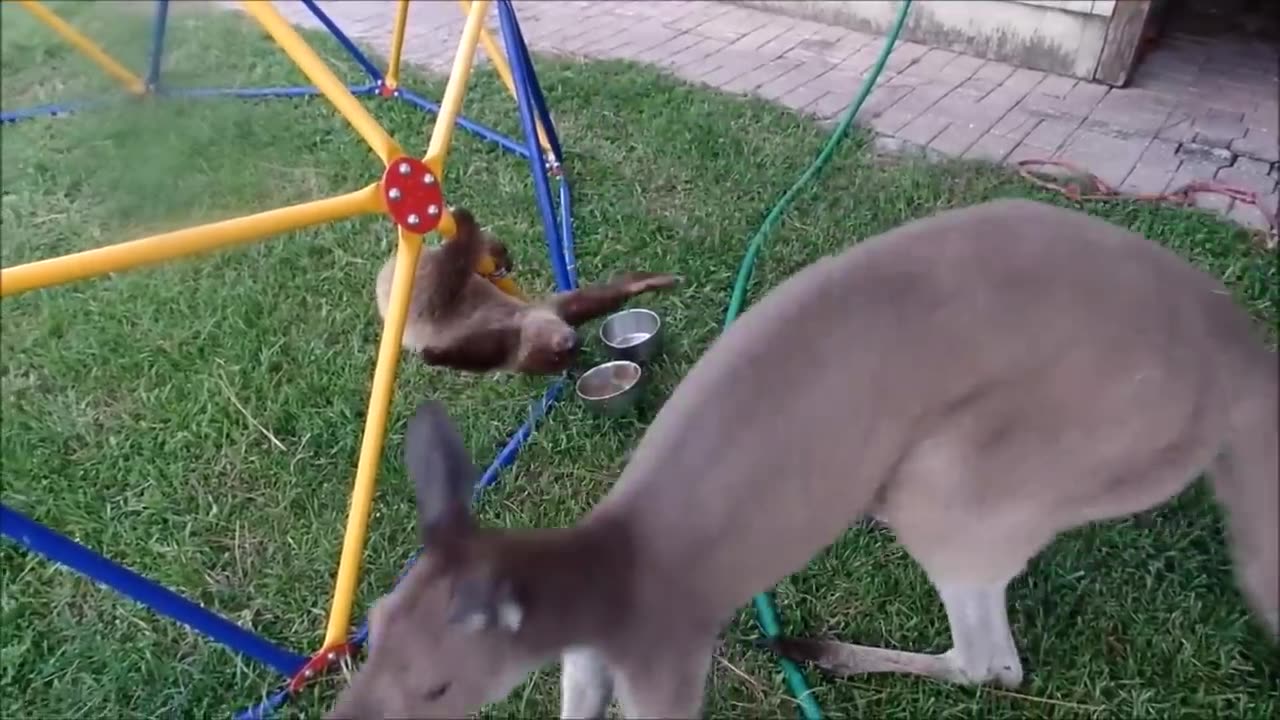funny animals