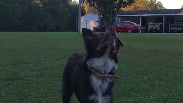 Brown dog fails at catching tennis ball