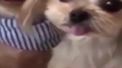 How cute this dogs are!! !!!