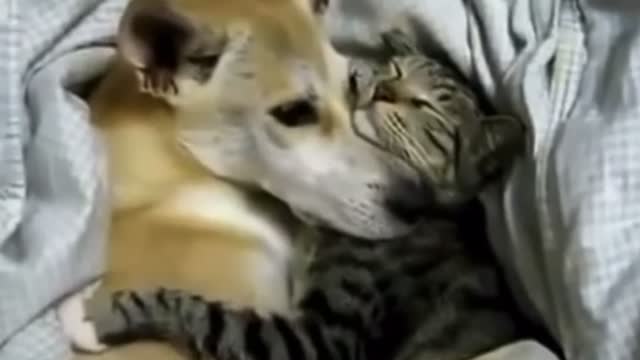 Cute dog and cat hug